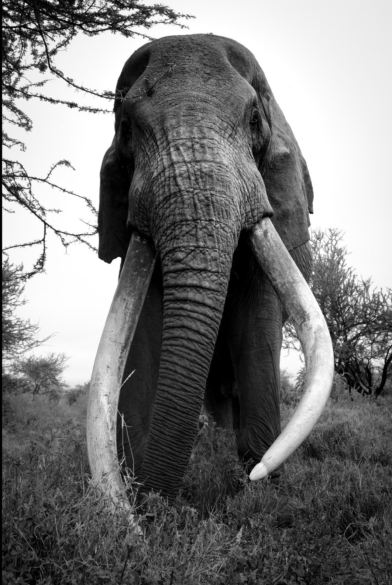 Craig The Elephant in Kenya