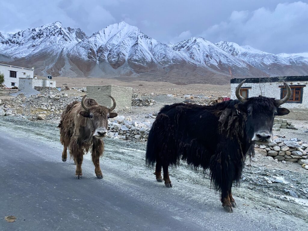 yaks in Ladakh, India, snow mountains in the Indian Himalayas