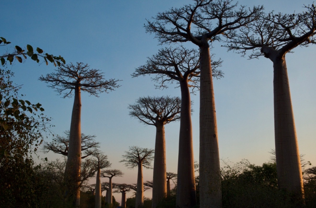 The avenue of Baobabs in Madagascar