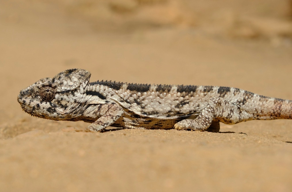 chameleons and epic wildlife encounters in Madagascar - nature destination bucket lists